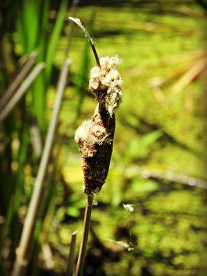 Serene View Photography