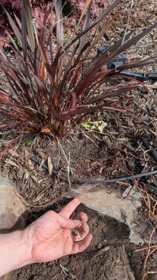 Olympus Pointe Landscape