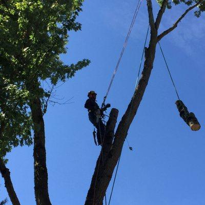 Alternative Tree Service