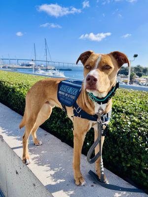 Service Dog G, aka Guapo, overlooking San Diego Bay.
