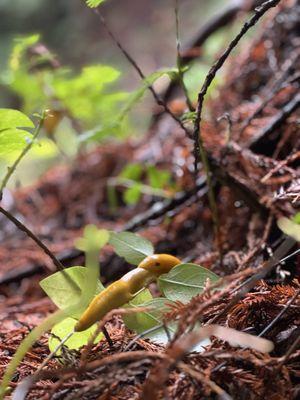 Purisima Creek Redwoods Preserve