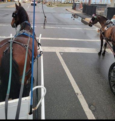 Random horse and carriage my