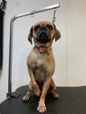 Back To Nature Pets And Grooming