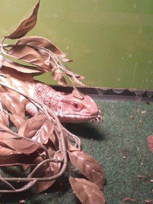 Thrifty Paws Pet Store