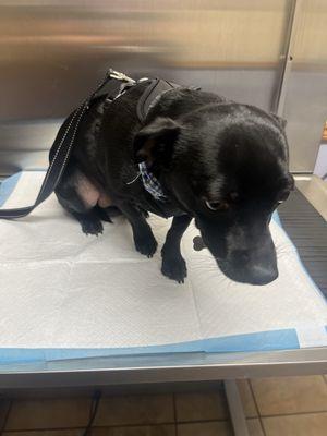 Hope Veterinary Care