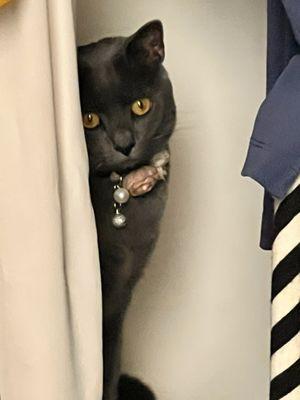 Pawsitive Care Animal Hospital