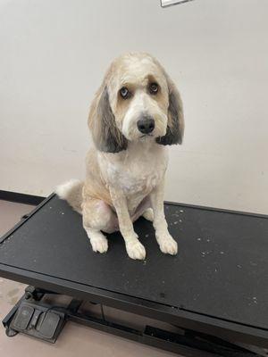 Elegant Dog Grooming