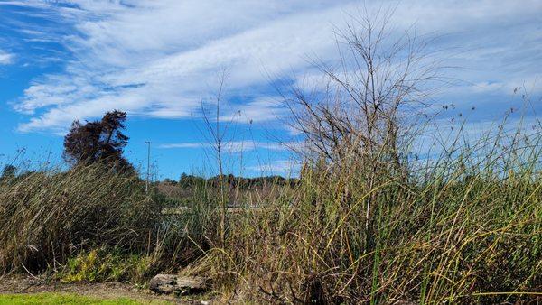Not many trees near my picnic table.