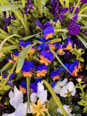 Community Rose Garden