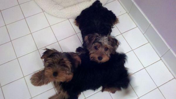 Dabney Drive Animal Hospital