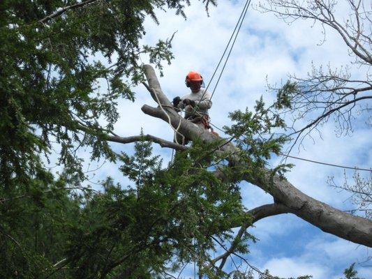 McCarthy Tree Service