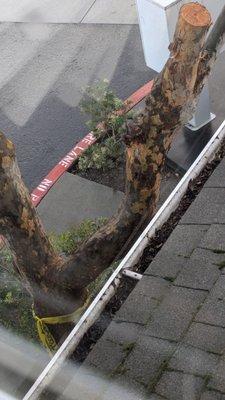 Moss growing on roof. Tree partially cut down is right up against the building.