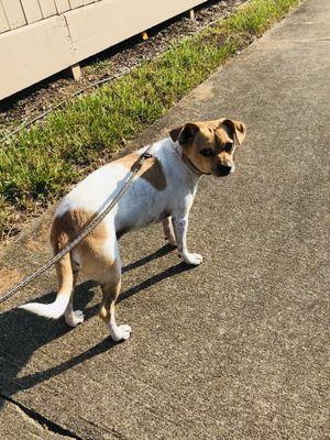 Awesome Pawz Pet Care