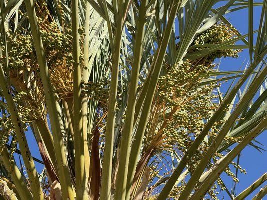 San Marcos Date Farm