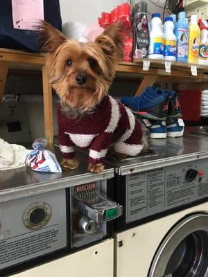 This cutie was doing laundry right next to me.