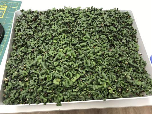 Microgreens are sooooo healthy!