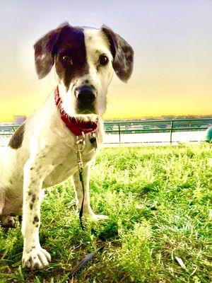 Upper East Side Dog Walker