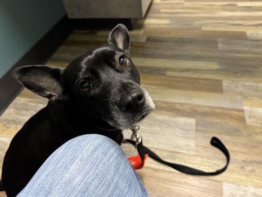 Kiwi, a black Australian Cattle Dog mix, patiently waits for the doctor.