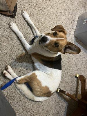 Fluvanna SPCA