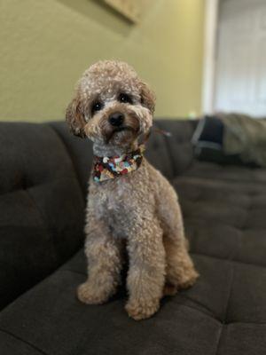 Chewy’s Paws Dog Grooming