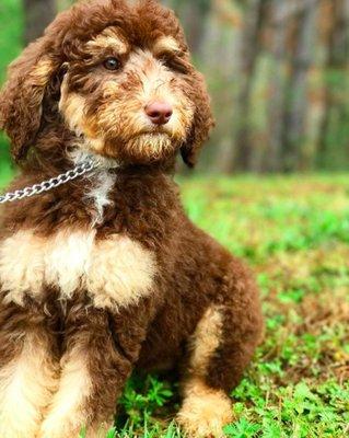 We Help You Achieve The Ability to Maintain a Reliable CONTROLLED Sit All By Yourself.