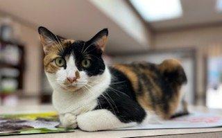 Altavista Animal Hospital