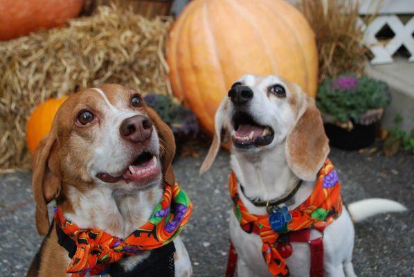 Acadia Veterinary Hospital