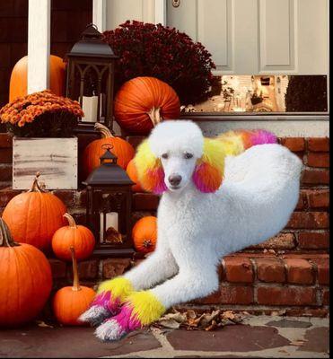 Michelle Graphic & Lens