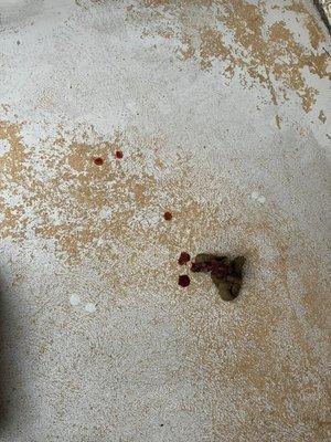 blood in stool of dog being boarded