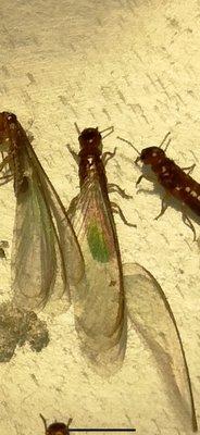 Acreage Environmental Services