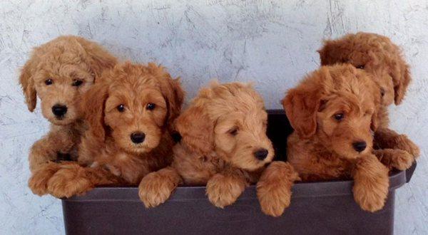Classic GoldenDoodle Adoption Home