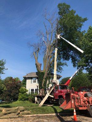 Lyons Tree Service
