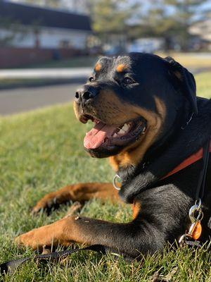 Happy Paws Pet Lounge