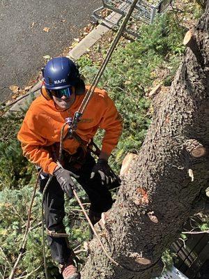 Precision Tree Experts