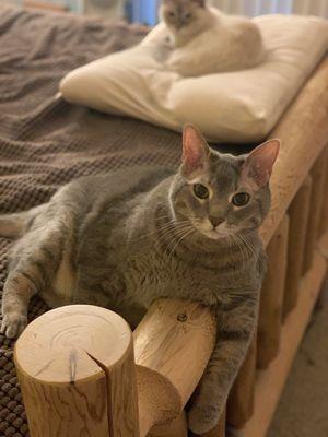 Full Circle In Home Pet Euthanasia