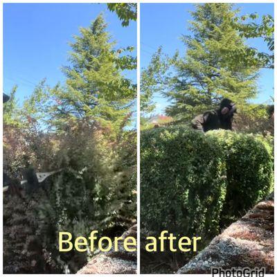 We nicknamed more than 20 bushes the client was happy and we were hired for the following year