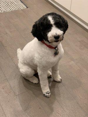 Pam's Doggie Do's And Kitties Too