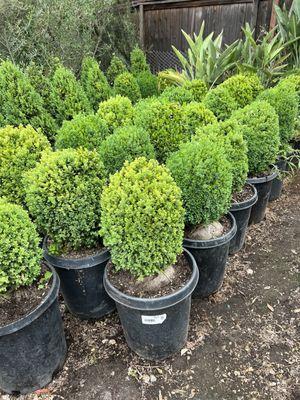 Paradise Gardens Nursery