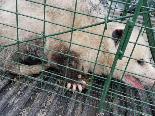 Wildlife Pest Removal Indianapolis