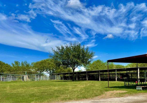 Moonshine Stables and Riding Academy