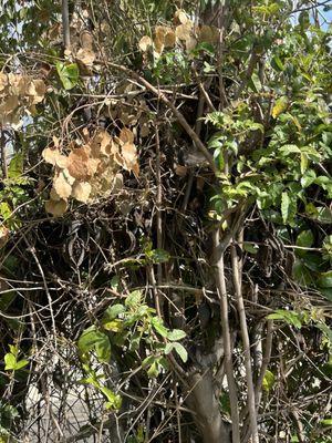 CLS Landscape Management