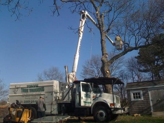 Tony's Tree Trimming