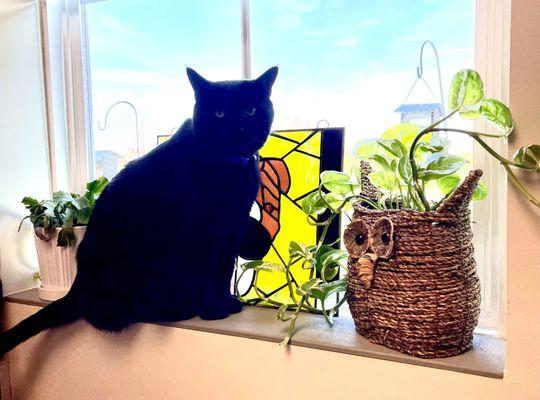 Seville Animal Hospital