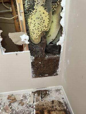 Jacob’s Beekeeping & Removal