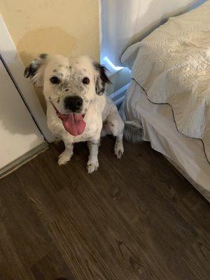 My son left him behind and I live in a 1 bedroom apartment I can not keep him please help