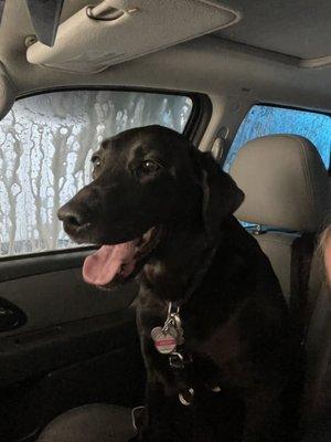 Car wash after groomers.