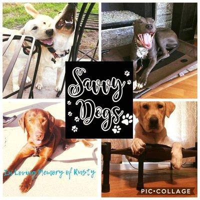 savvy dogs