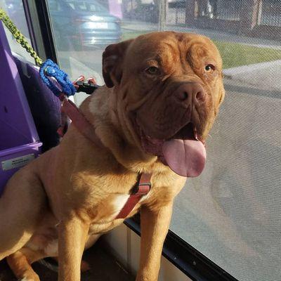 Bubbles Dog Grooming