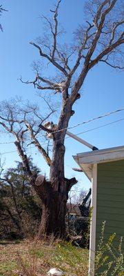 Mullins Tree Service