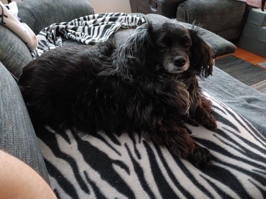 NH Mini Traveling Pet Groomers